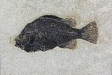 Framed Fossil Fish (Cockerellites) - Wyoming #143763-1